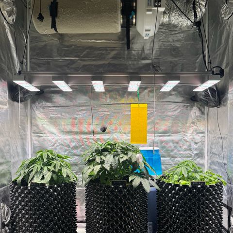 Sticky Wasabi #2 growlog photo: - Luftbefeuchter steht nun erhöht hinter den Pflanzen.
- Meine Jungpflanzen (Tomaten, Gurken, Paprika, etc.) stehen absofort nicht mehr im Zelt!