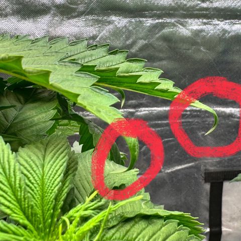 Sticky Wasabi #2 growlog photo: Ich vermute Lichtstress, aufgrund der markierten Anzeichen auf den Bildern 