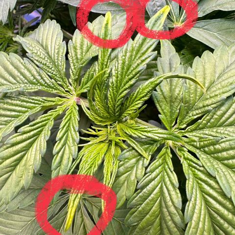 Sticky Wasabi #2 growlog photo: Ich vermute Lichtstress, aufgrund der markierten Anzeichen auf den Bildern 