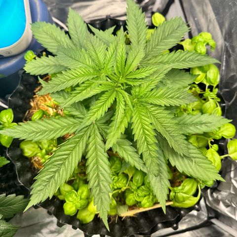 Sticky Wazabi #1 growlog timeline photo