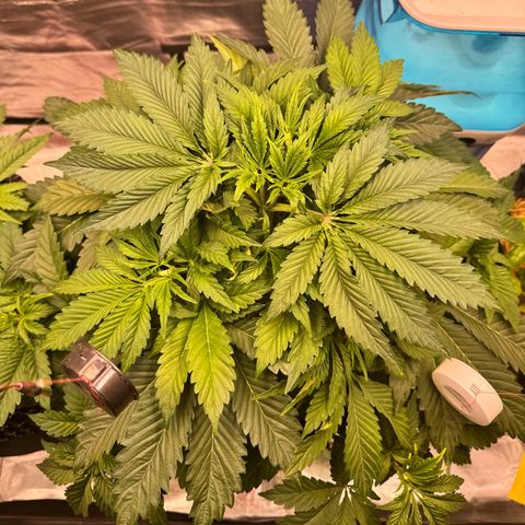 Sticky Wasabi #2 growlog timeline photo