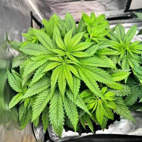 White Truffle #1 growlog timeline photo