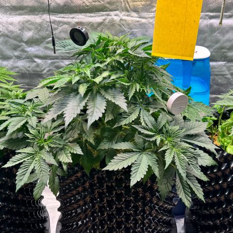 Sticky Wasabi #2 growlog timeline photo