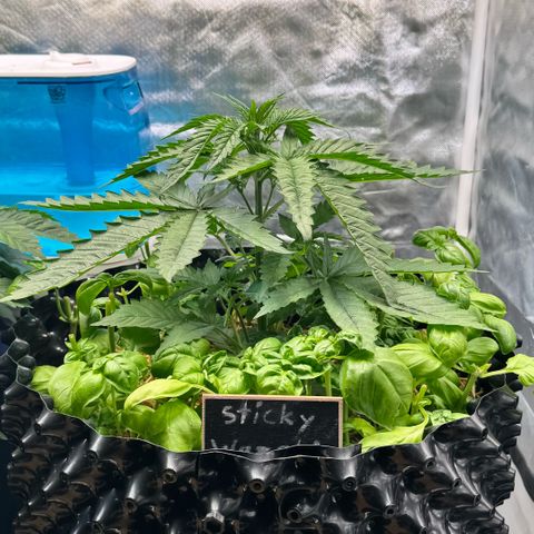 Sticky Wazabi #1 growlog timeline photo