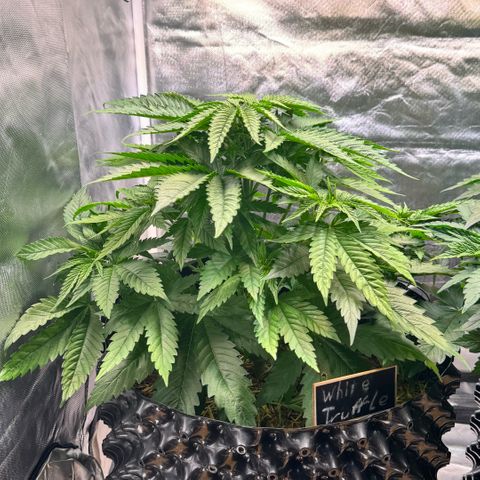 White Truffle #1 growlog timeline photo