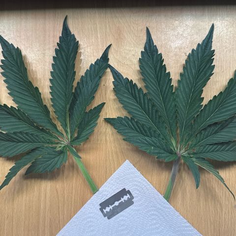 Sticky Wasabi #2 growlog photo: Obersten Blätter, mit desinfizierter Rasierklinge entfernt.