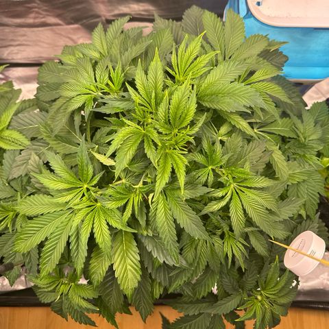 Sticky Wasabi #2 growlog timeline photo
