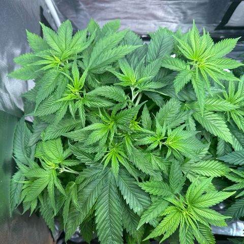 White Truffle #1 growlog timeline photo