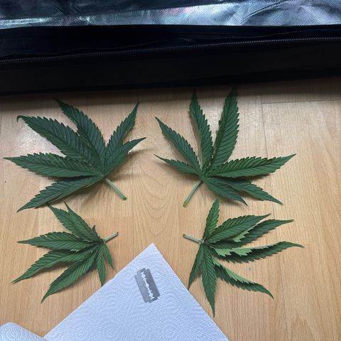 White Truffle #1 growlog photo: Obersten 4 Blätter, mit desinfizierter Rasierklinge entfernt.