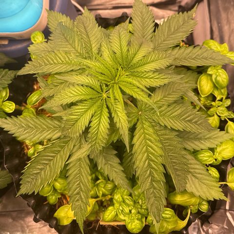 Sticky Wazabi #1 growlog timeline photo