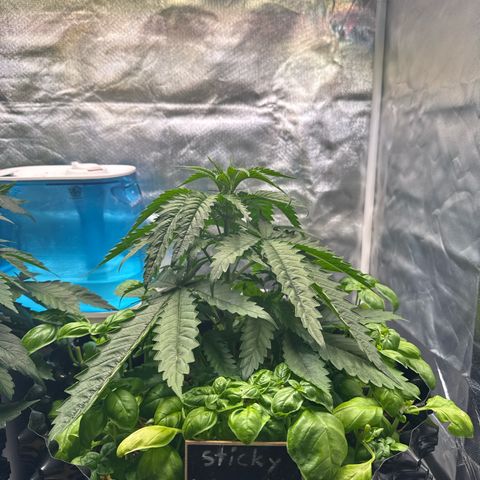 Sticky Wazabi #1 growlog photo: Blätter haben Adlerkrallem (vermute immernoch Lichtstress, weil die Luftfeuchtigkeit zu niedrig ist). Habe Lichtintensität reduziert (siehe Aktionen) 