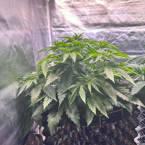 White Truffle #1 growlog photo: Sehr schönes Wuchsbild. Kein Lichtstress, fühlt sich trotz geringerer Luftfeuchtigkeit anscheinend pudelwohl.