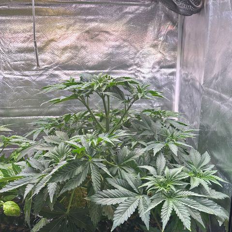 Sticky Wasabi #2 growlog timeline photo