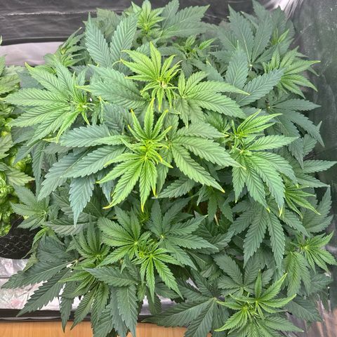Sticky Wasabi #2 growlog timeline photo