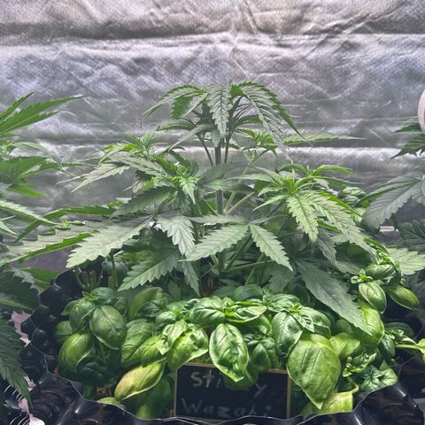 Sticky Wazabi #1 growlog timeline photo