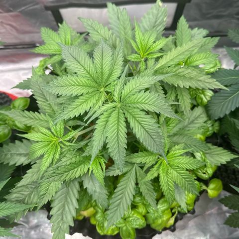 Sticky Wazabi #1 growlog timeline photo