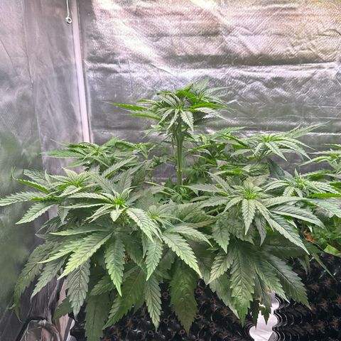 White Truffle #1 growlog timeline photo