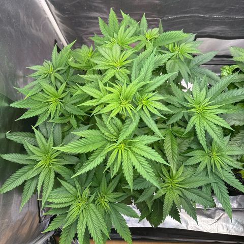White Truffle #1 growlog timeline photo