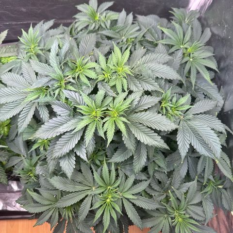 Sticky Wasabi #2 growlog timeline photo