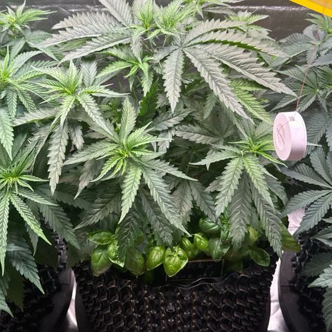 Sticky Wazabi #1 growlog timeline photo