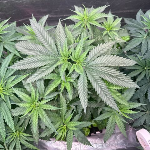 Sticky Wazabi #1 growlog timeline photo