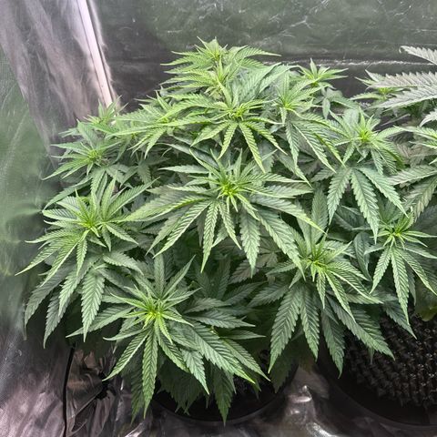 White Truffle #1 growlog timeline photo