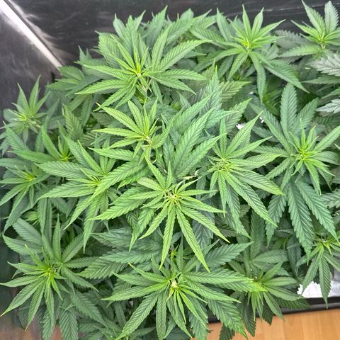 White Truffle #1 growlog timeline photo