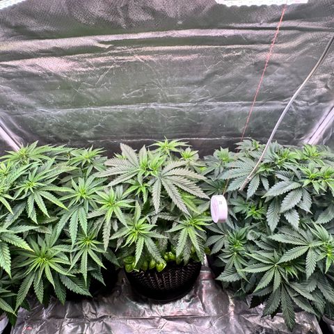 Sticky Wasabi #2 growlog timeline photo
