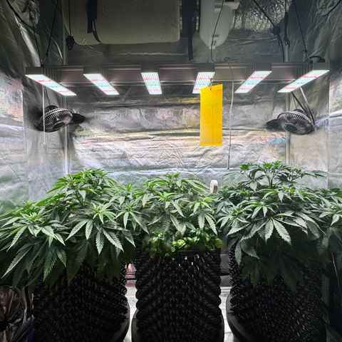 Sticky Wasabi #2 growlog timeline photo