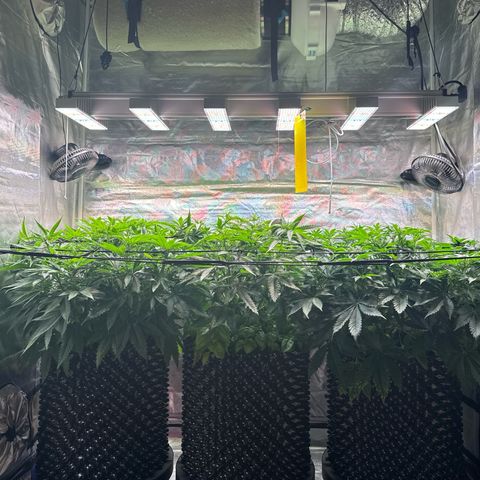 Sticky Wasabi #2 growlog timeline photo