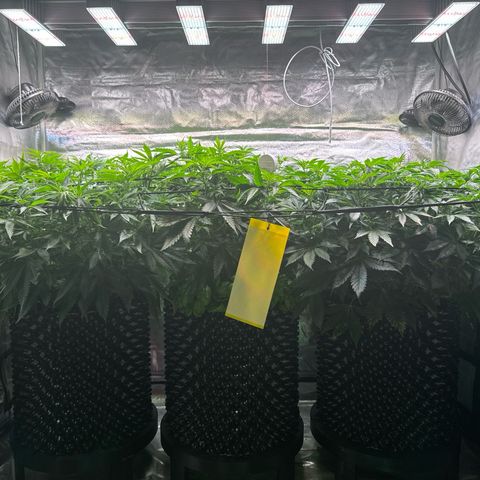 Sticky Wasabi #2 growlog timeline photo