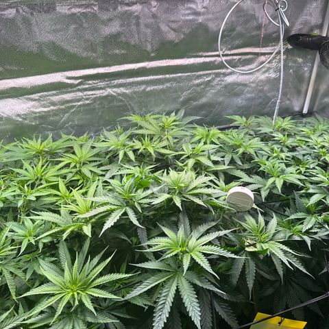 Sticky Wasabi #2 growlog timeline photo