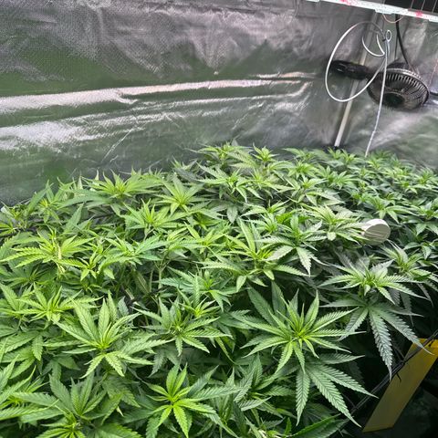 Sticky Wasabi #2 growlog timeline photo