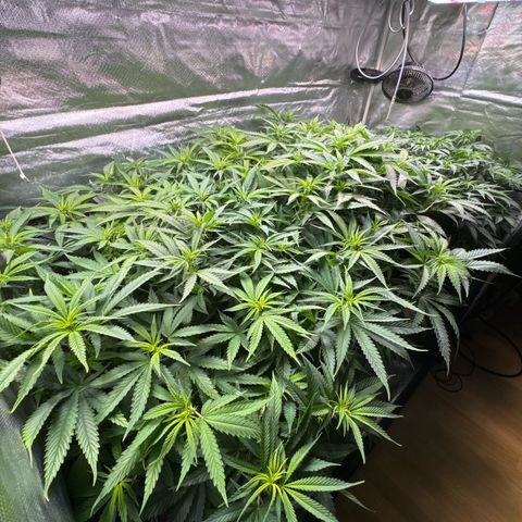 Sticky Wasabi #2 growlog timeline photo