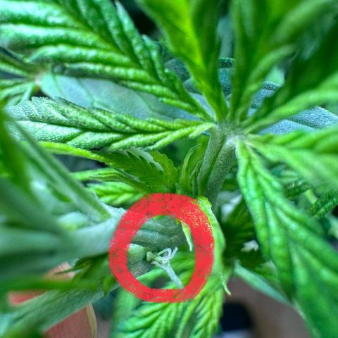 Sticky Wazabi #1 growlog photo: Weiblich!