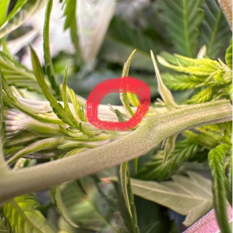 Sticky Wasabi #2 growlog photo: Weiblich!