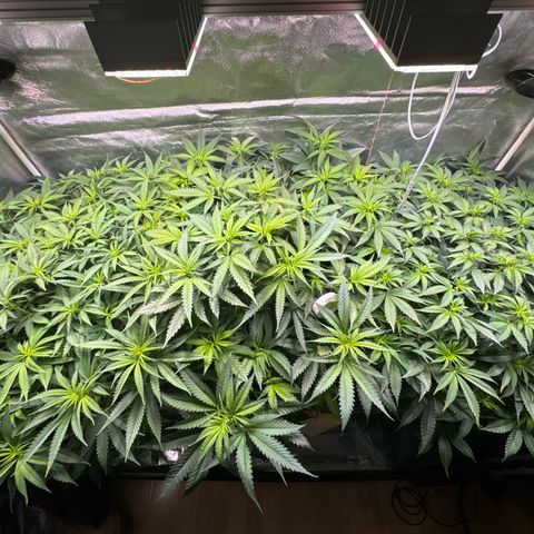 Sticky Wasabi #2 growlog timeline photo