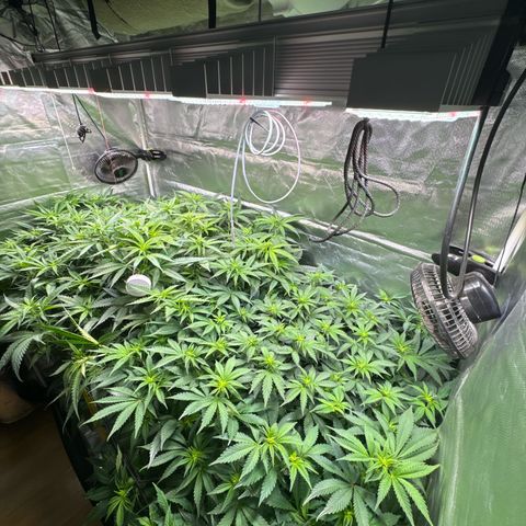 Sticky Wasabi #2 growlog photo: Die Pflanze in der Mitte wächst, im Gegensatz zu den anderen beiden, unkontrollierter im Stretch. Liegt wahrscheinlich am wenigen Training.
Die Pflanze rechts hätte meiner Meinung nach 1-2 Tage mehr Erholung vor Blüteumstellung haben können.