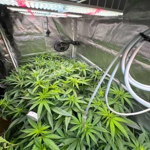 Sticky Wasabi #2 growlog photo: Die Pflanze in der Mitte wächst, im Gegensatz zu den anderen beiden, unkontrollierter im Stretch. Liegt wahrscheinlich am wenigen Training.
Die Pflanze rechts hätte meiner Meinung nach 1-2 Tage mehr Erholung vor Blüteumstellung haben können.
