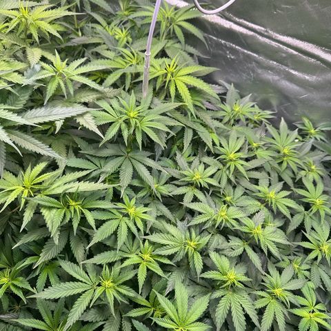 Sticky Wasabi #2 growlog photo: Die Pflanze in der Mitte wächst, im Gegensatz zu den anderen beiden, unkontrollierter im Stretch. Liegt wahrscheinlich am wenigen Training.
Die Pflanze rechts hätte meiner Meinung nach 1-2 Tage mehr Erholung vor Blüteumstellung haben können.