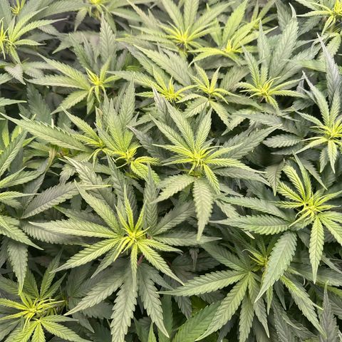 Sticky Wasabi #2 growlog photo: Die Pflanze in der Mitte wächst, im Gegensatz zu den anderen beiden, unkontrollierter im Stretch. Liegt wahrscheinlich am wenigen Training.
Die Pflanze rechts hätte meiner Meinung nach 1-2 Tage mehr Erholung vor Blüteumstellung haben können.