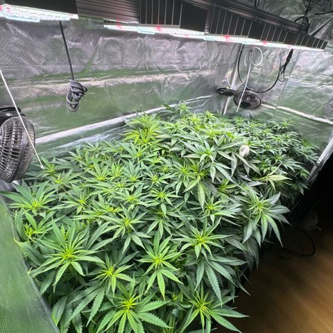 Sticky Wasabi #2 growlog photo: Die Pflanze in der Mitte wächst, im Gegensatz zu den anderen beiden, unkontrollierter im Stretch. Liegt wahrscheinlich am wenigen Training.
Die Pflanze rechts hätte meiner Meinung nach 1-2 Tage mehr Erholung vor Blüteumstellung haben können.