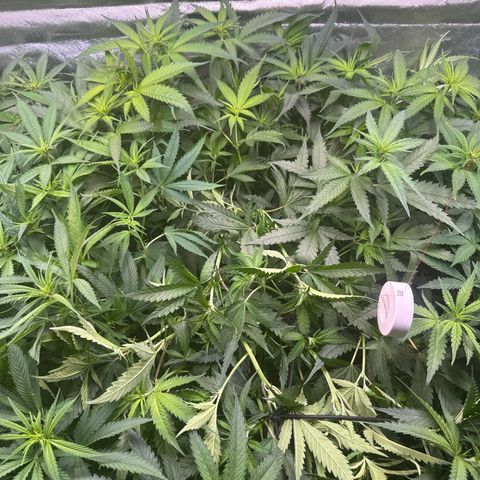 Sticky Wazabi #1 growlog timeline photo