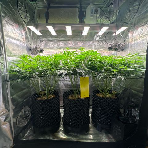 Sticky Wasabi #2 growlog timeline photo