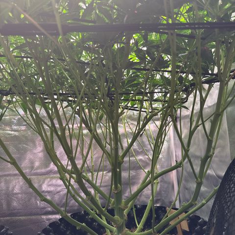 Sticky Wasabi #2 growlog timeline photo