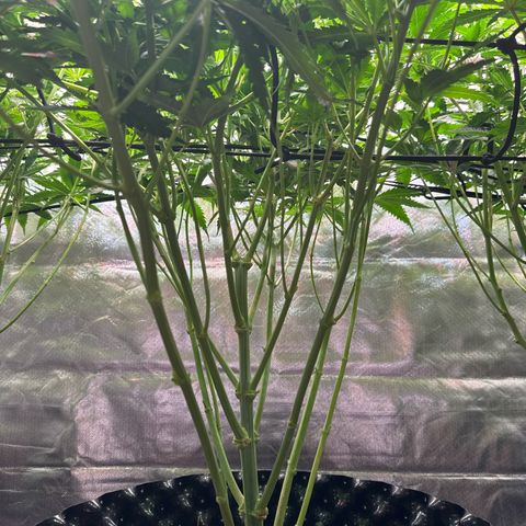 Sticky Wazabi #1 growlog timeline photo
