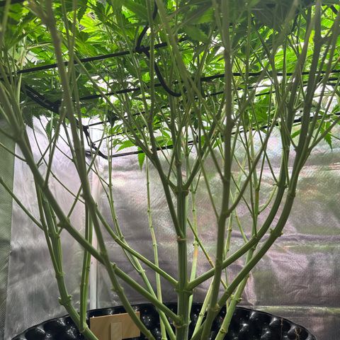 White Truffle #1 growlog timeline photo