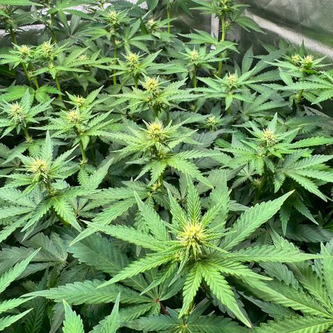Sticky Wasabi #2 growlog timeline photo