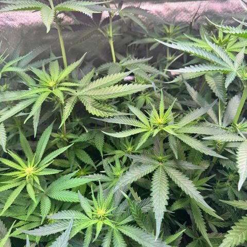 Sticky Wazabi #1 growlog timeline photo