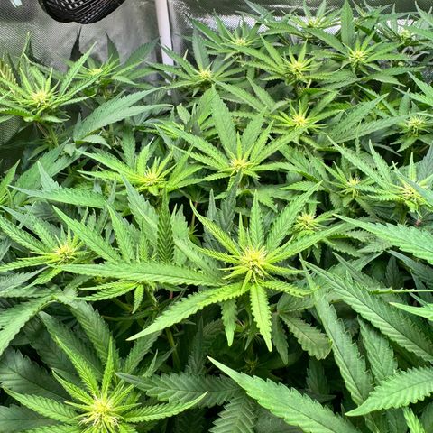 White Truffle #1 growlog timeline photo